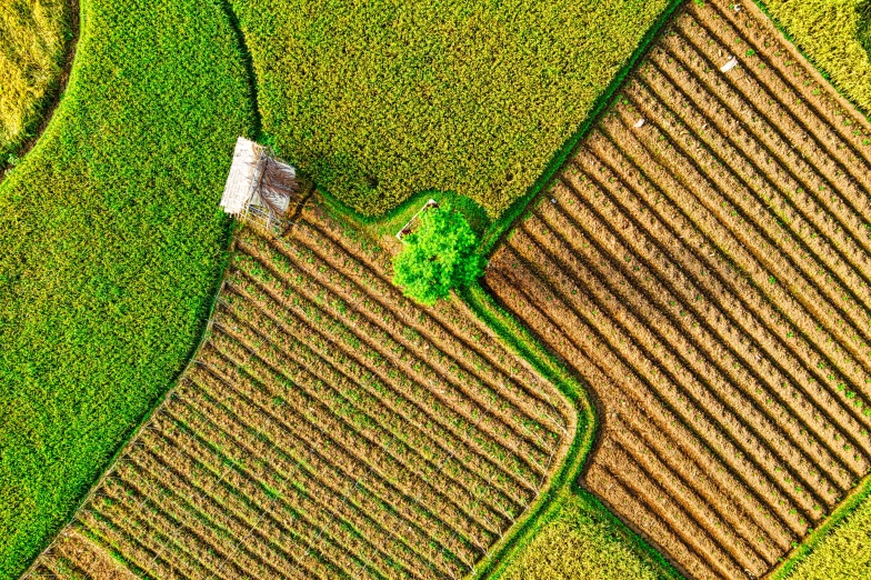 a cropping crop in an aerial po