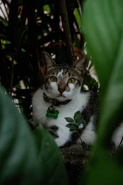 the cat is laying down in the green plants