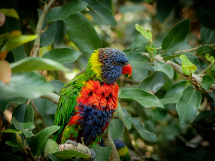 a colorful parrot is standing on the nch of a tree