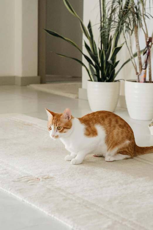 an orange and white cat sits in front of two white planters