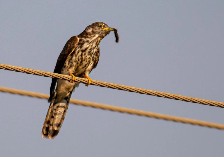 a hawk sits on the electric wire with an insect in its mouth