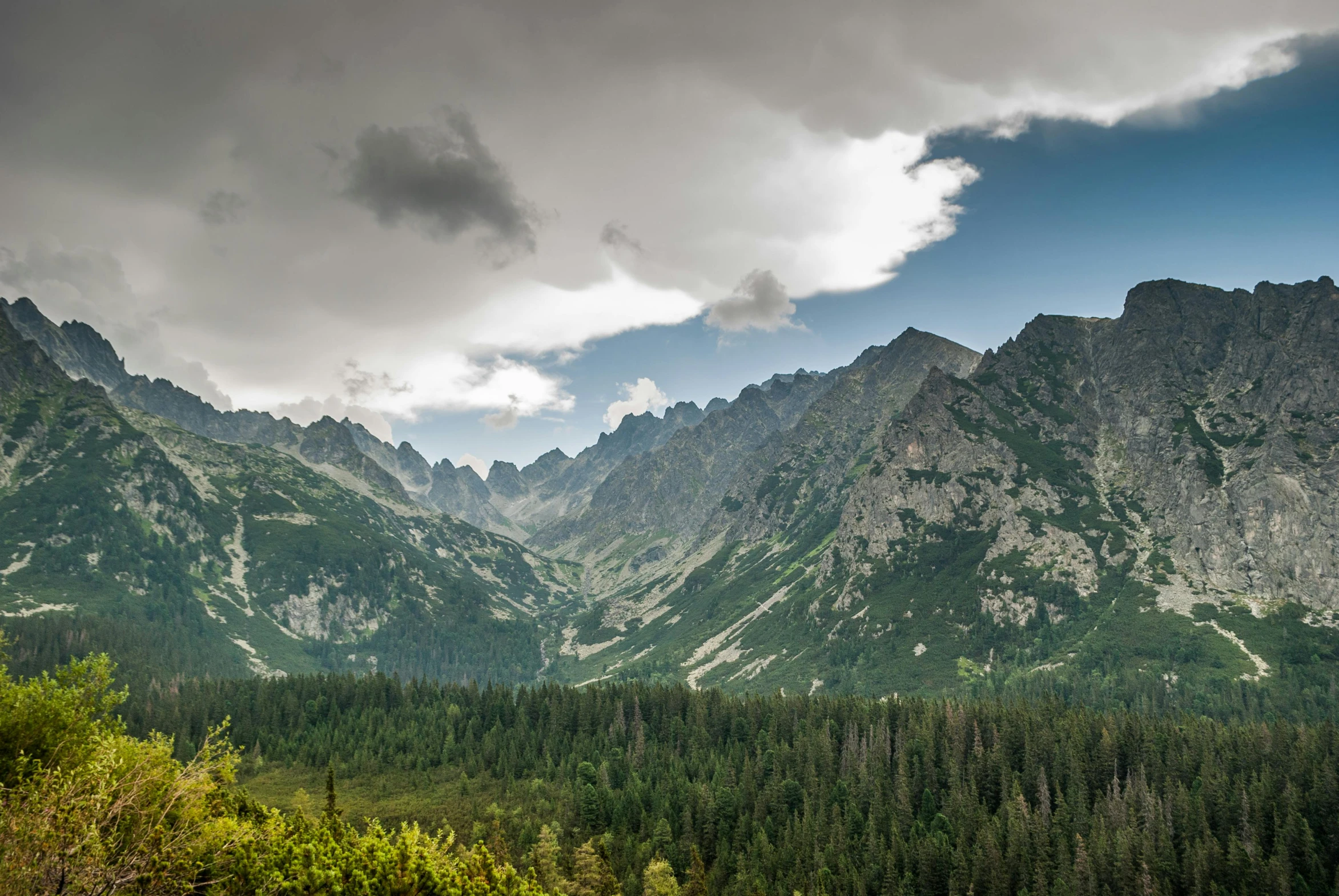 large mountain range with many trees in front of it