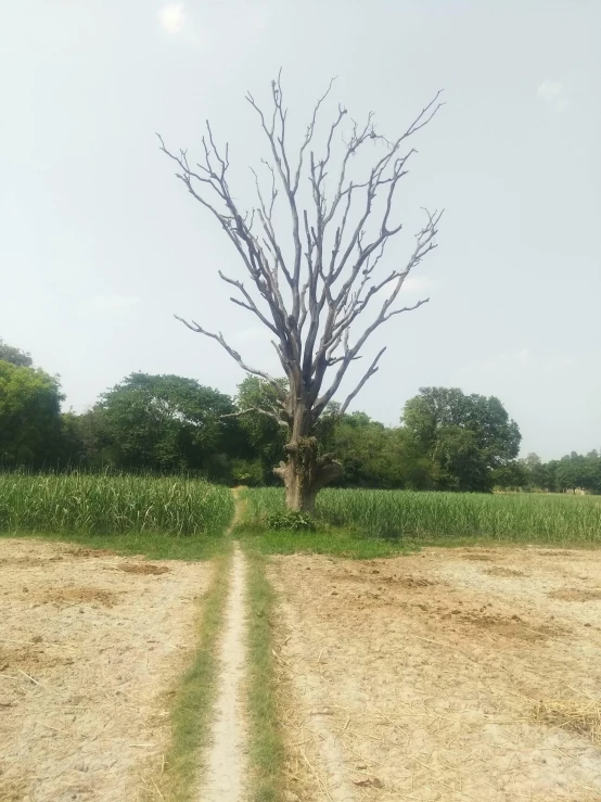 an open field and road leading up to a tree