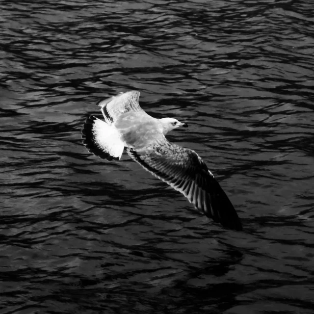 there is a black and white picture of a bird flying over the water