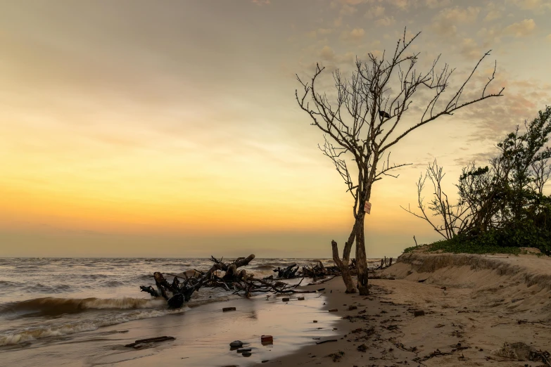 a lone tree sitting in the sand of a beach