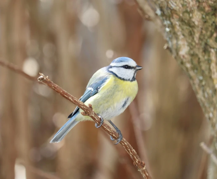 a little yellow and blue bird sitting on a nch