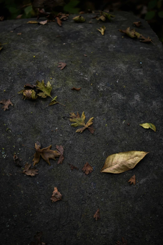 a leaf lays on the ground and fallen to the ground