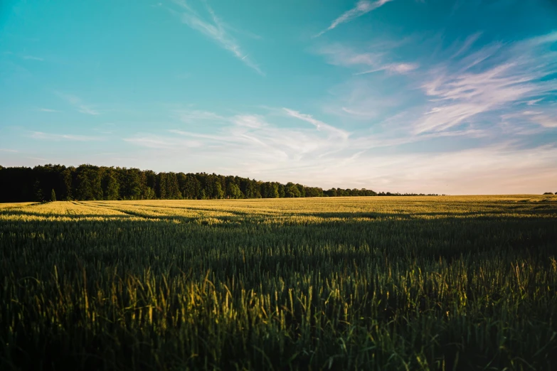 a large field with green grass and some trees