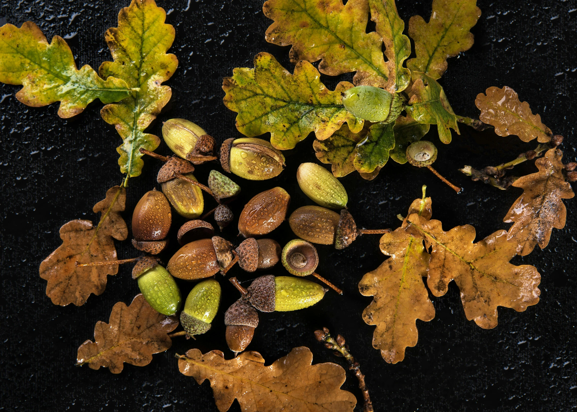 an image of autumn leaves on the ground