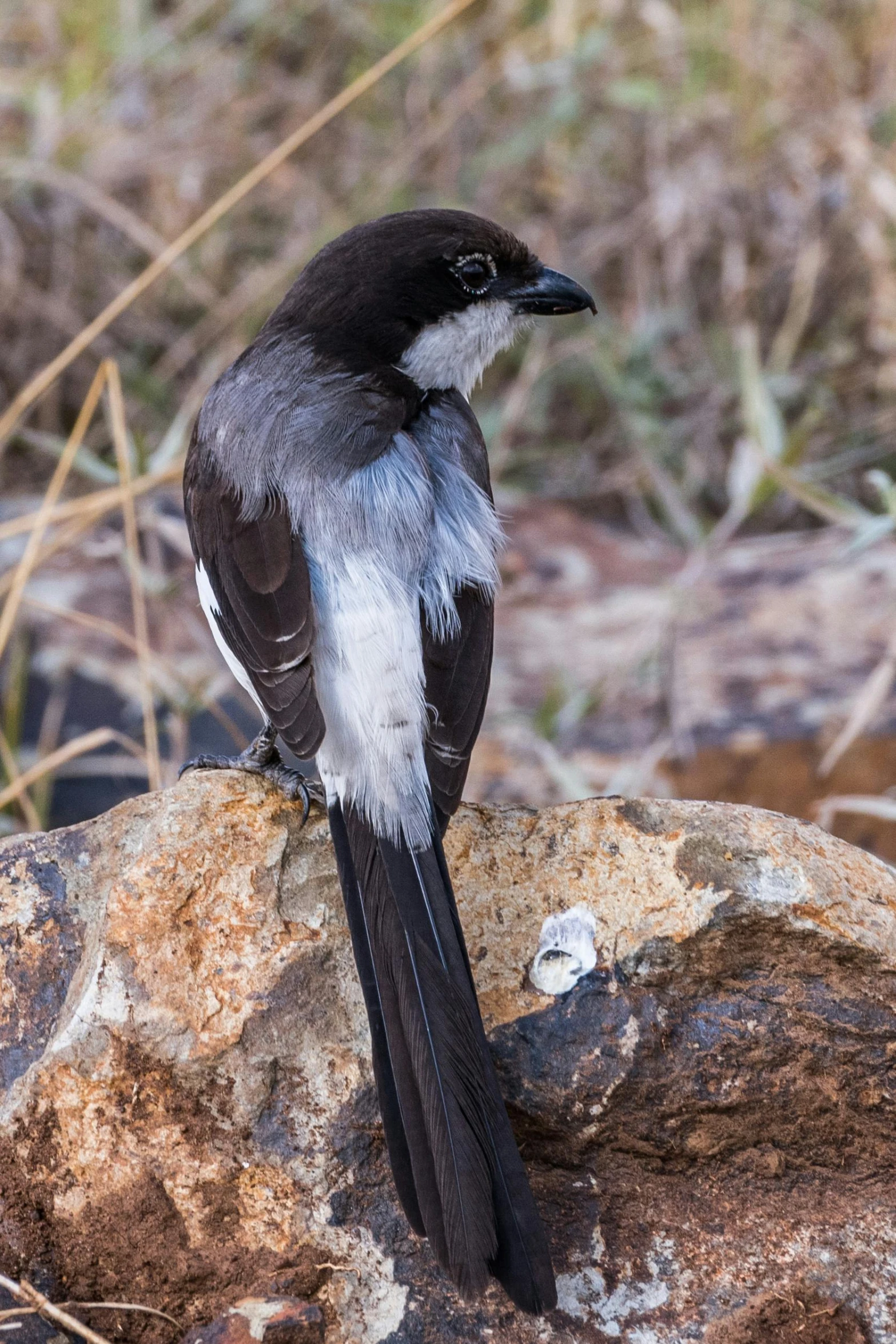 the small bird is perched on a rock in the grass