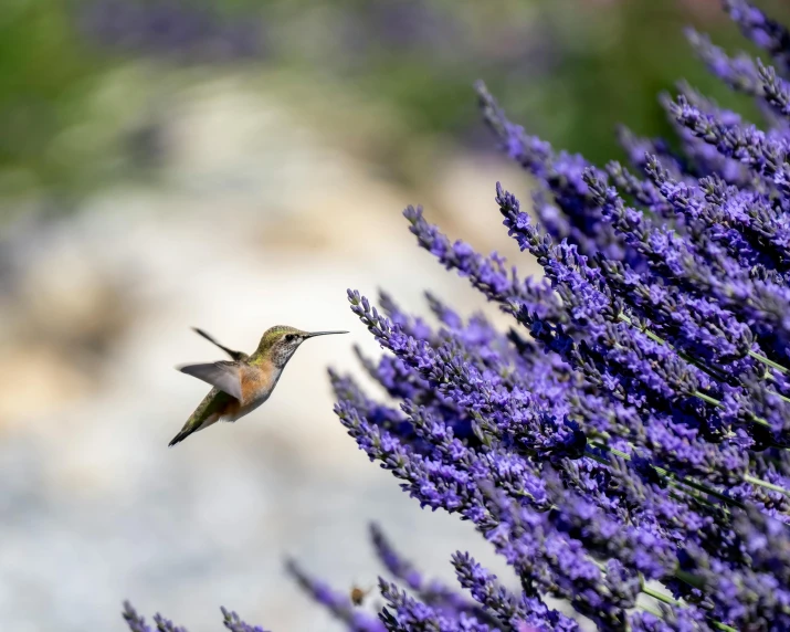 a hummingbird flying through the air near some purple flowers