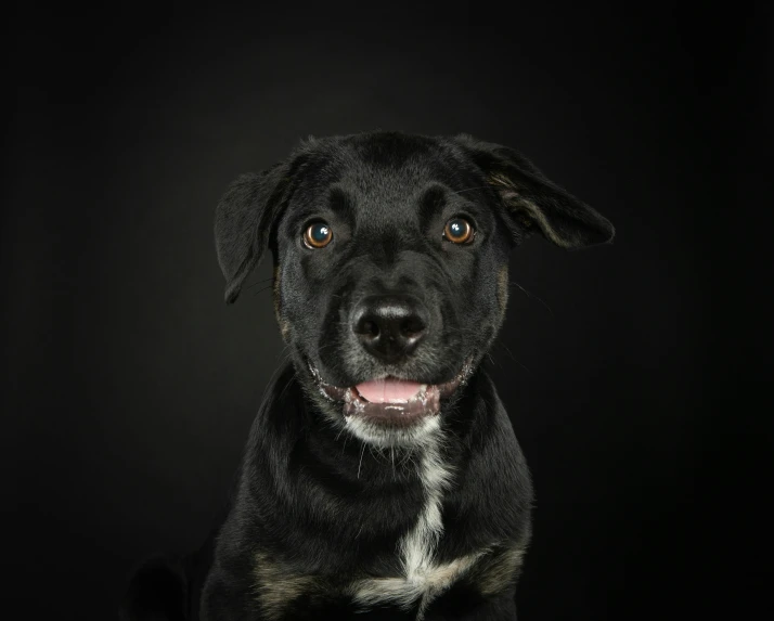 a large black dog sitting up against a black background