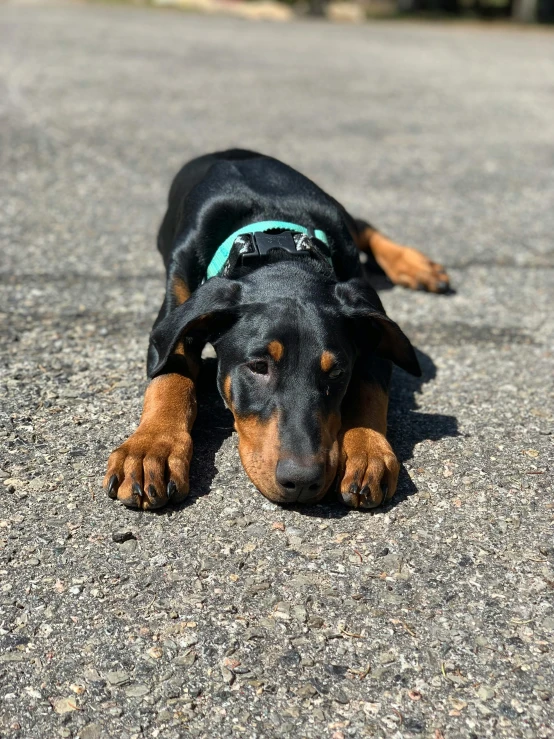 a black and tan dog laying down with a collar