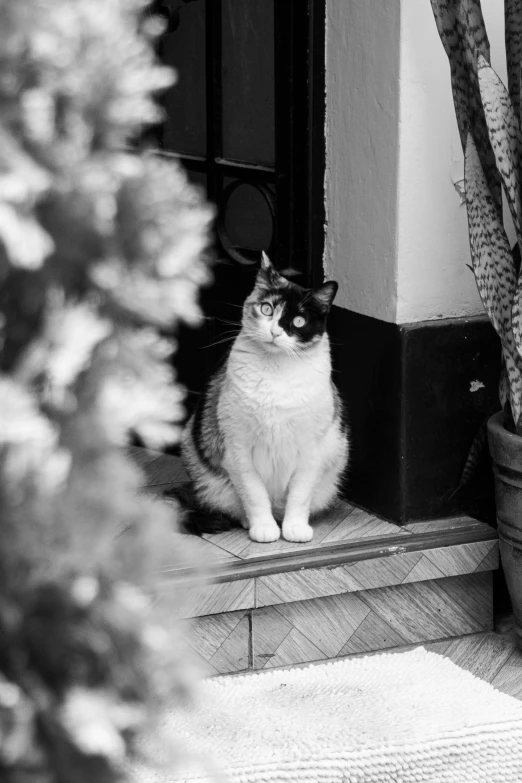 a black and white po of a cat near a door