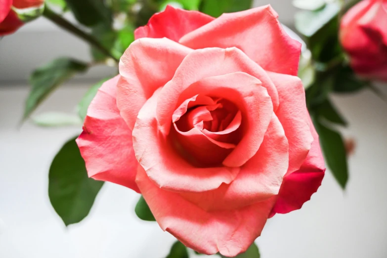 a large red rose on a stem in a glass vase