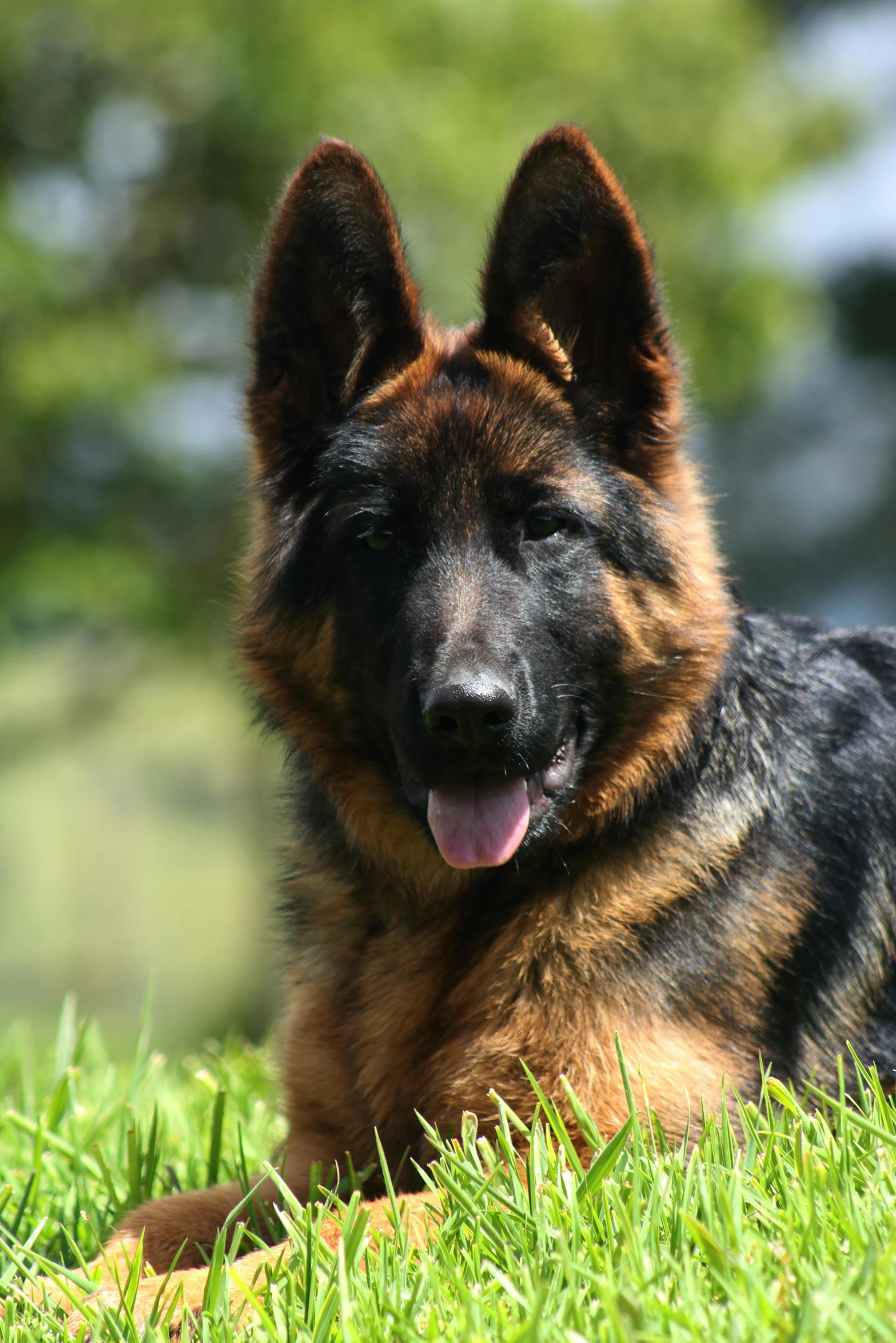 a german shepard is sitting in a grassy field