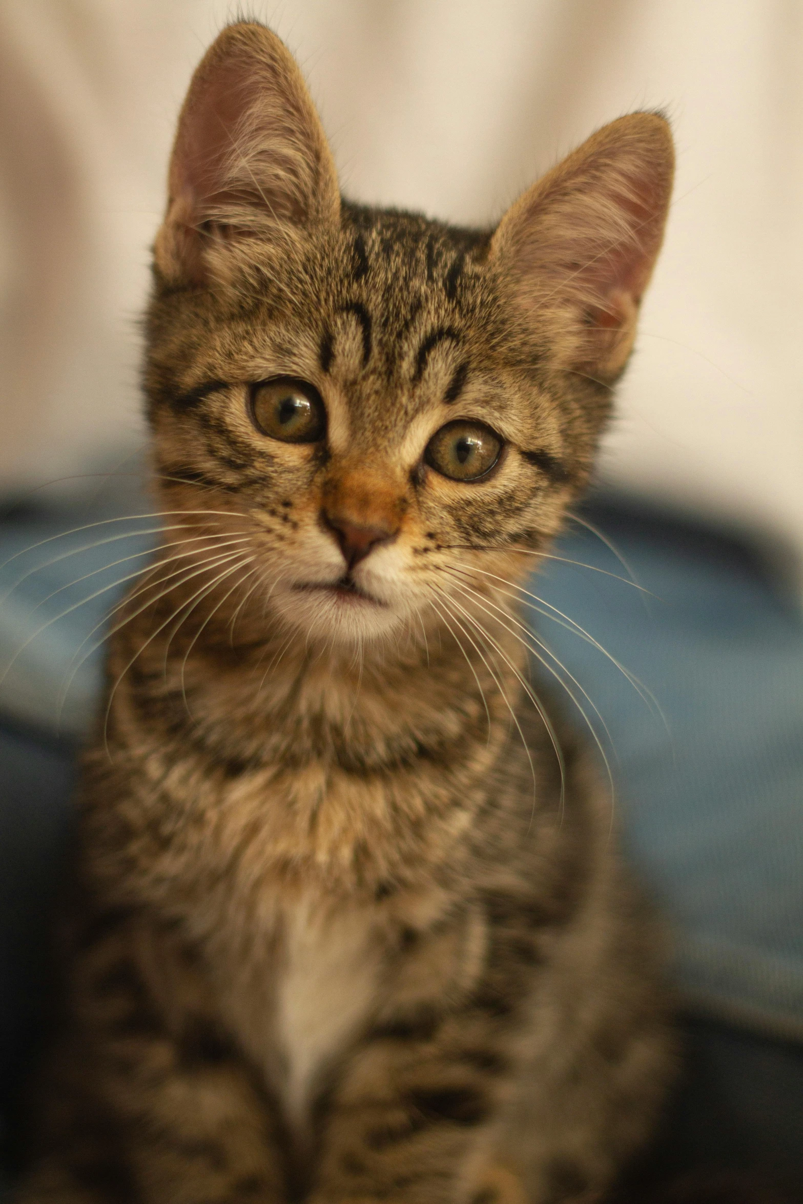 a small kitten sits on a seat next to a pillow