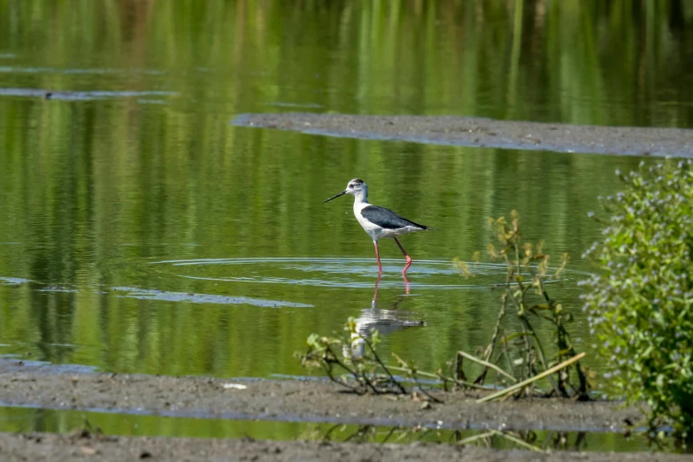 a white and black bird is wading through some water
