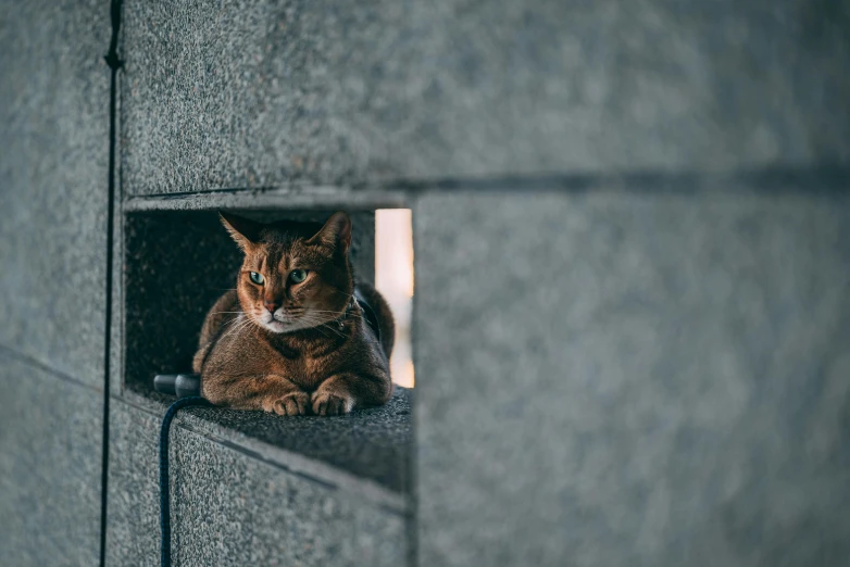 a small cat is laying down in the wall