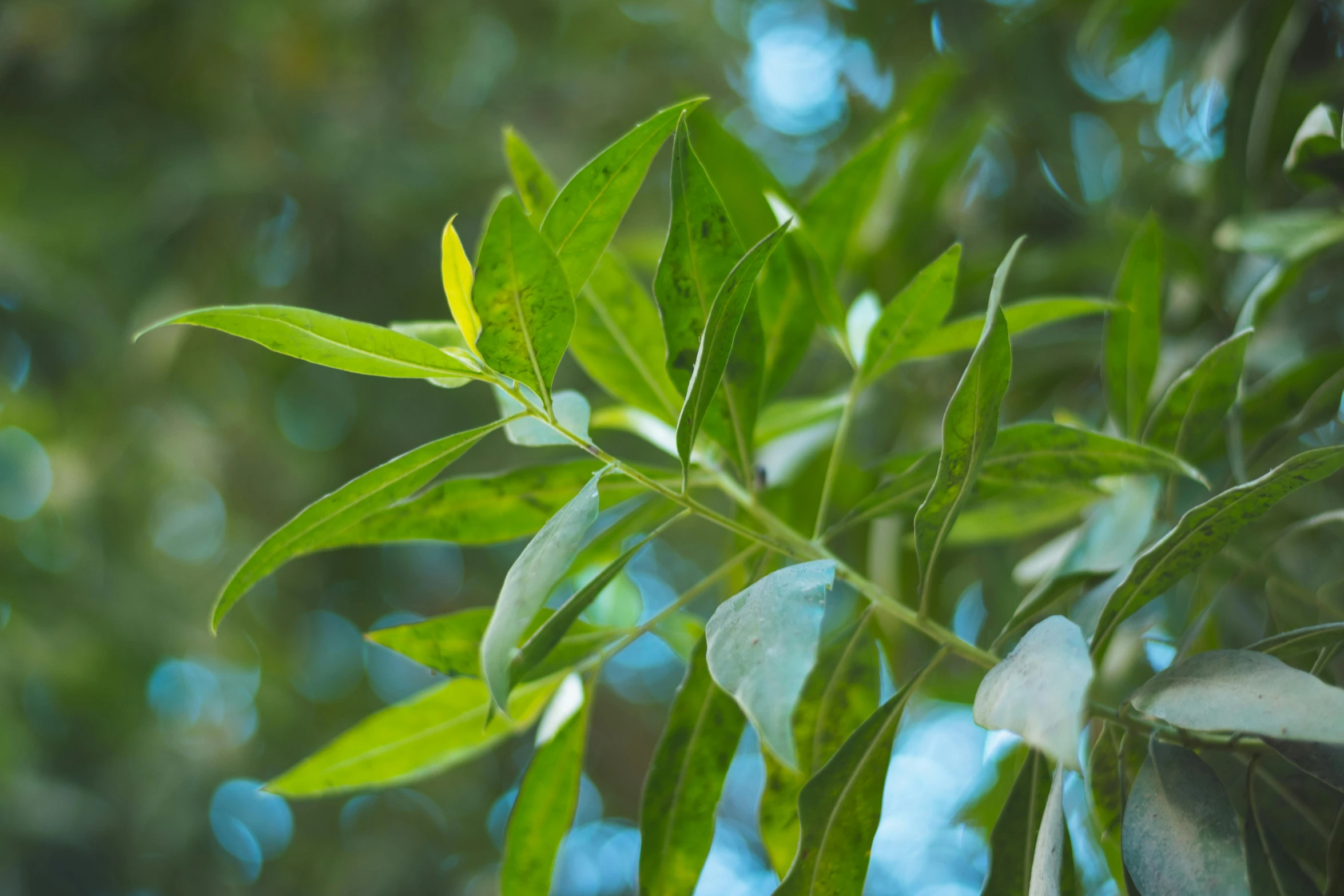 a closeup of a plant with some leaves