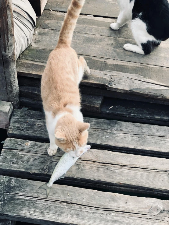 a cat standing on wooden steps playing with a fish