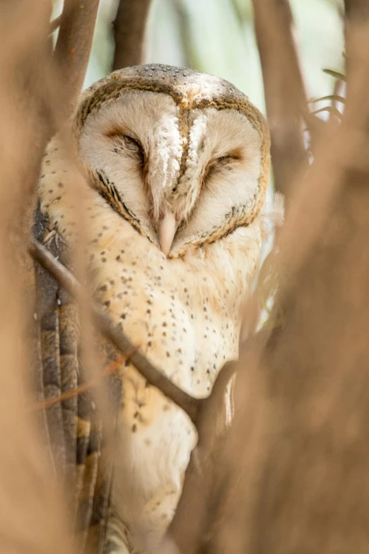 an owl sits on a nch and looks at the camera