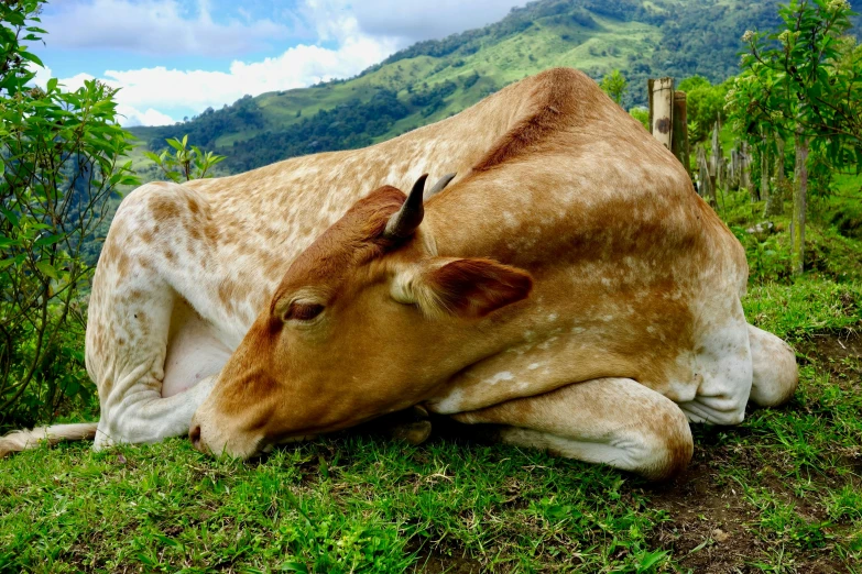 the cow is laying down and relaxing on the grass