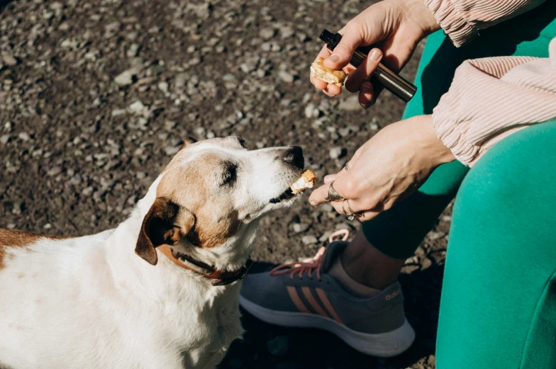 a dog with food is in its mouth near a person