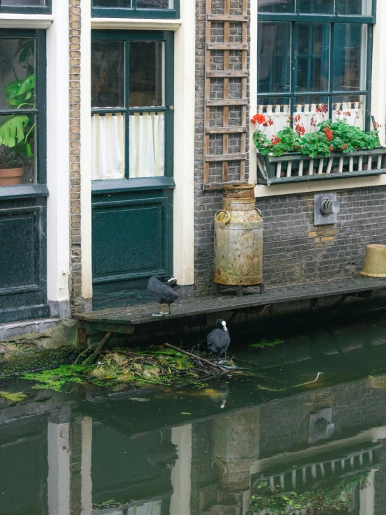 birds sitting in front of the windows on an urban house