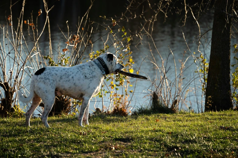 a dog standing in the grass by a body of water