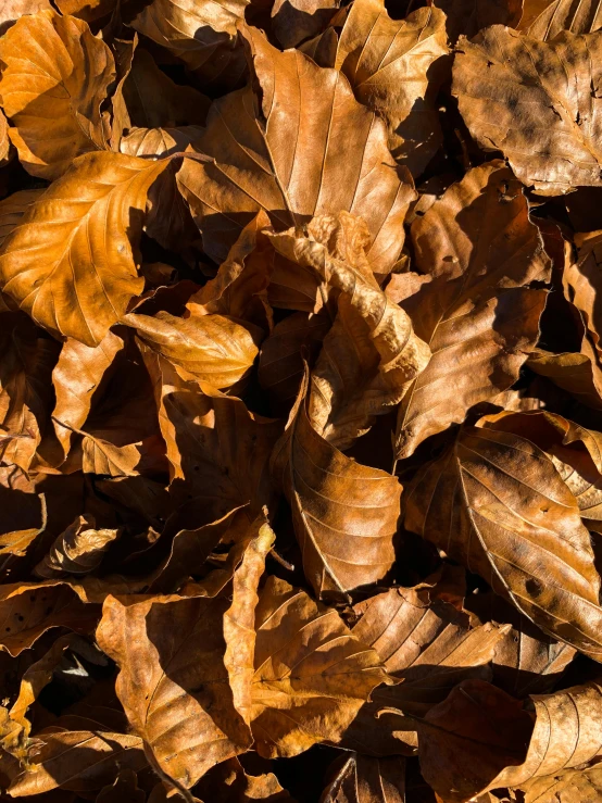 the light is reflected on leaves lying on the ground