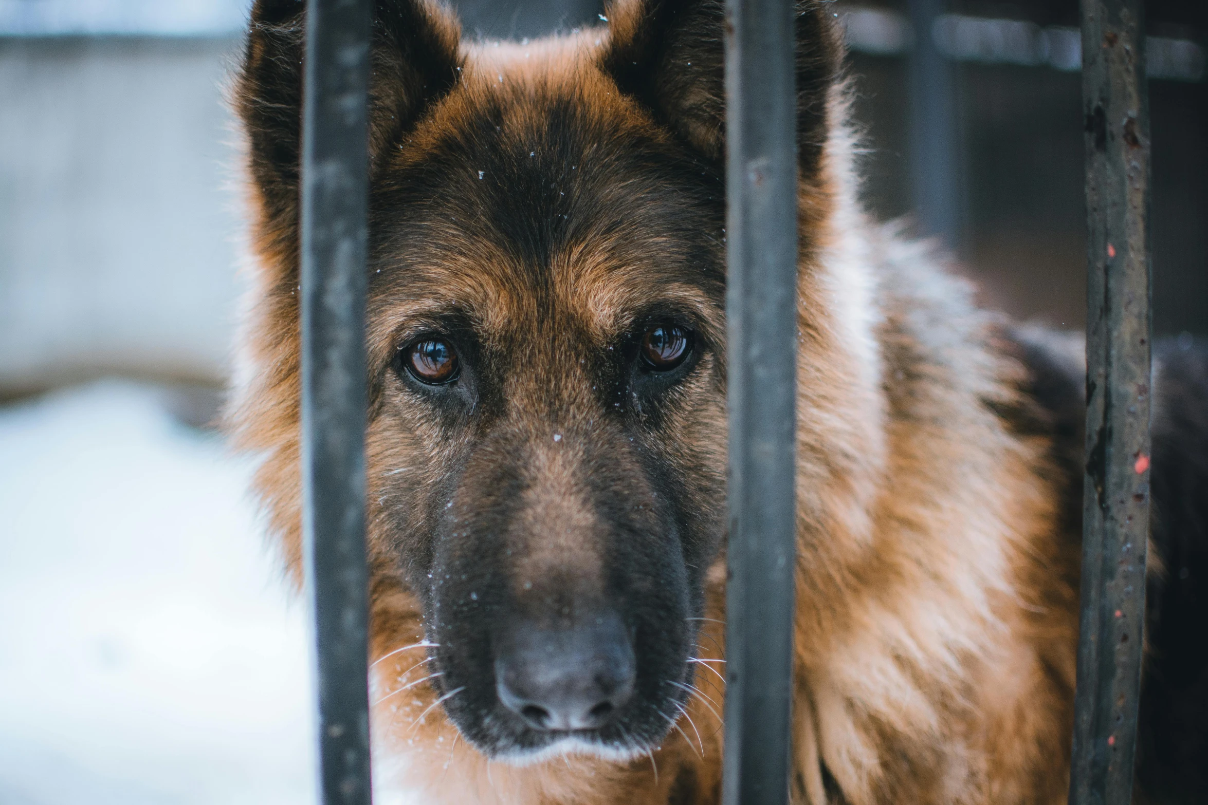 a dog is looking through the bars in its cage