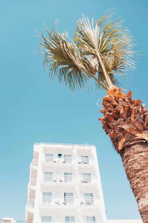 a palm tree with no leaves in front of a building