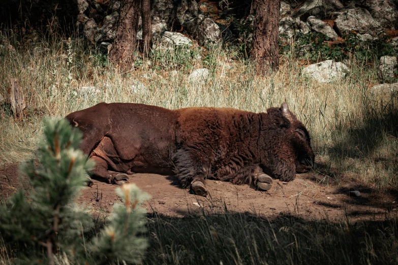 a brown bear laying in the dirt beside some trees