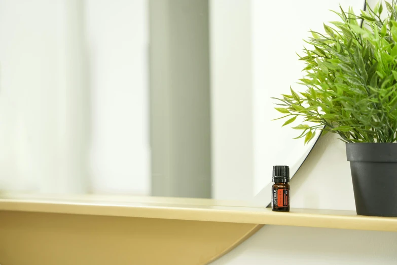 a potted plant on a ledge next to a mirror