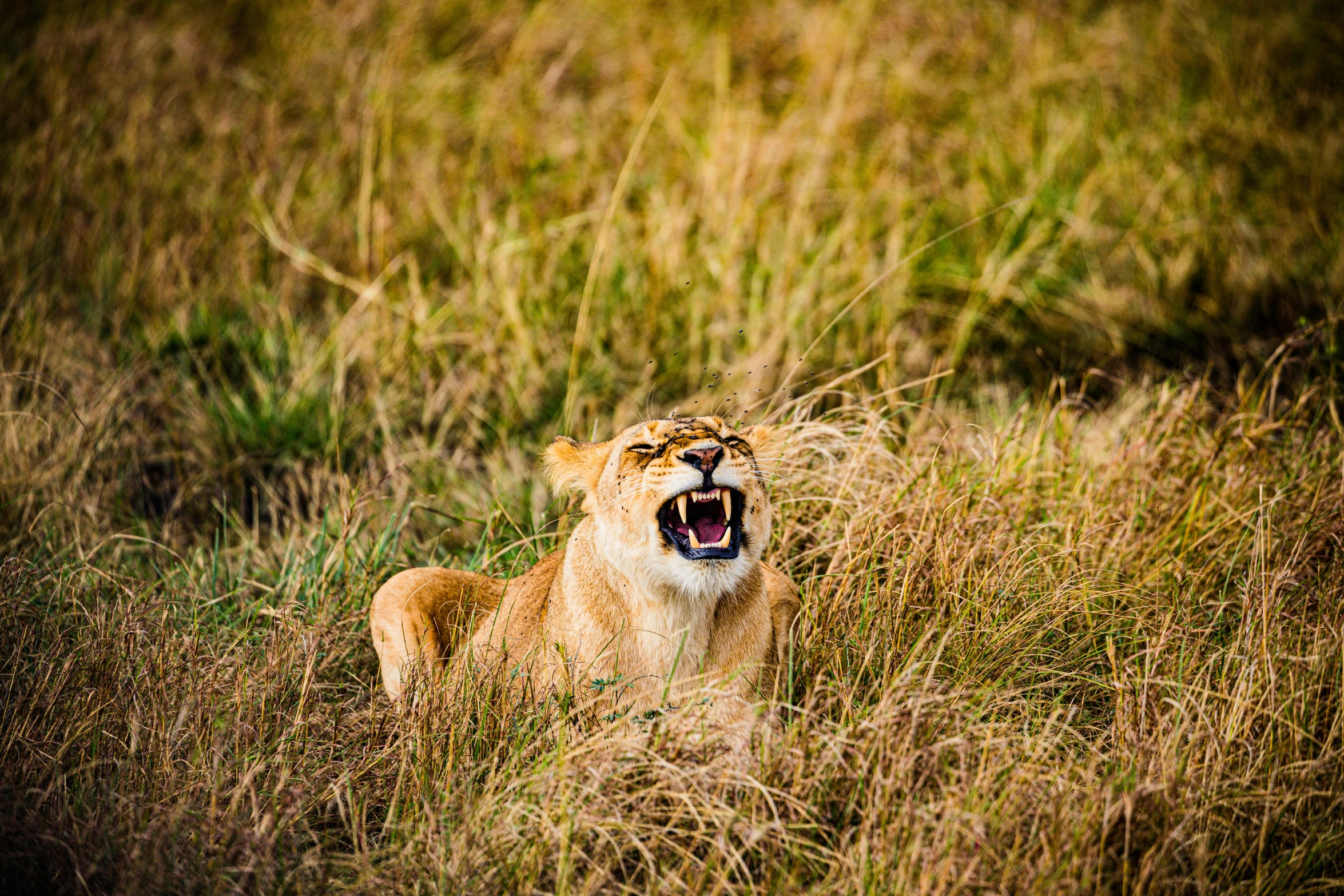 a young lion growling in the tall grass