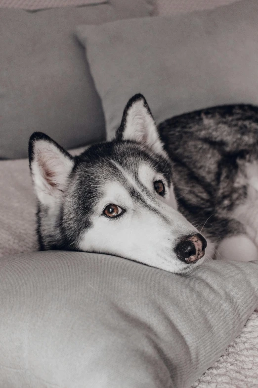 a black and white husky dog lying on a blanket