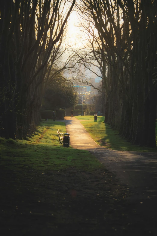 park in the afternoon sunlight with path, bench and trees