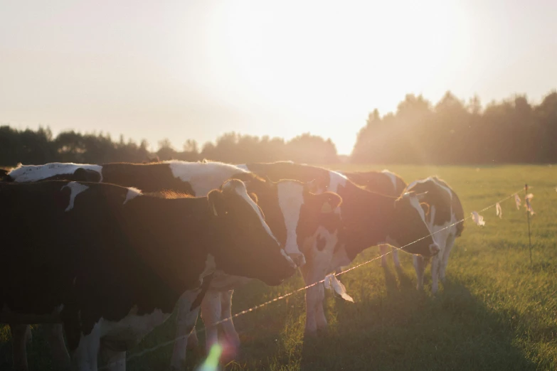 some cows eating grass in the field during a sunny day