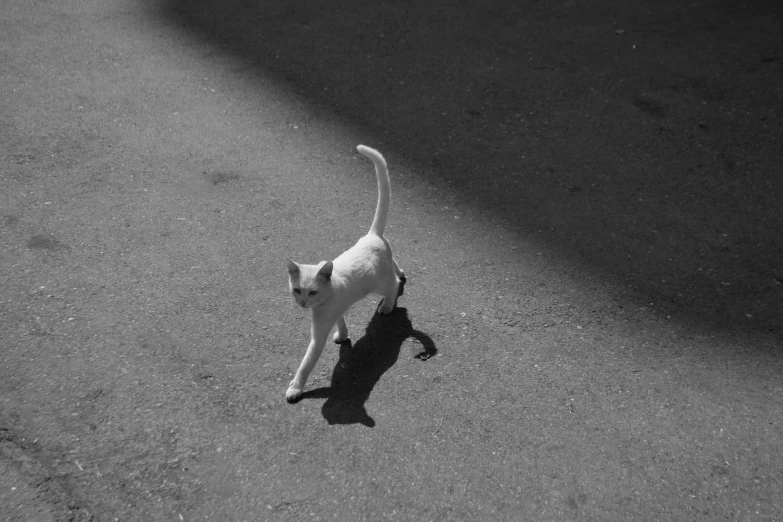 a white cat walking across a road next to a street