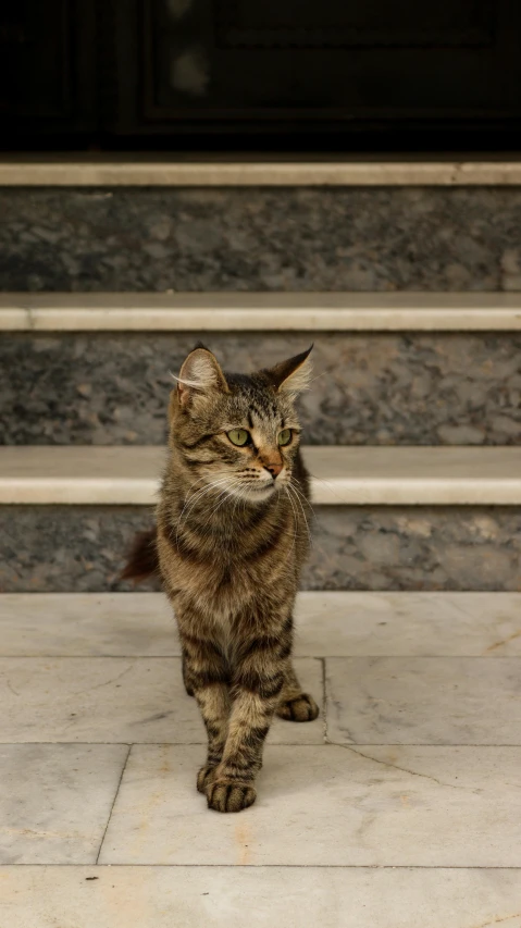 a cat walking across the floor in front of some stairs