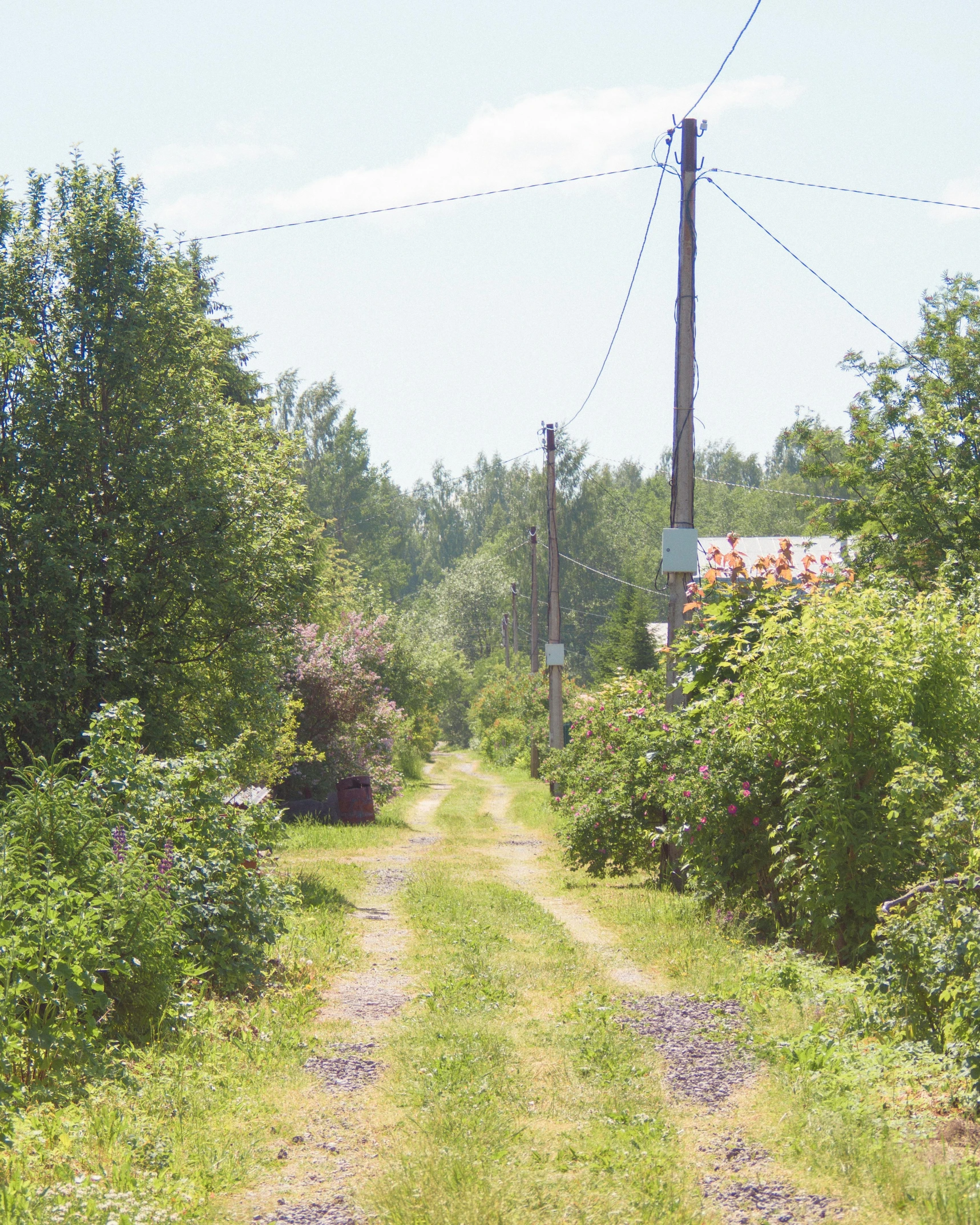 a dirt road near bushes and wires with stop signs on it