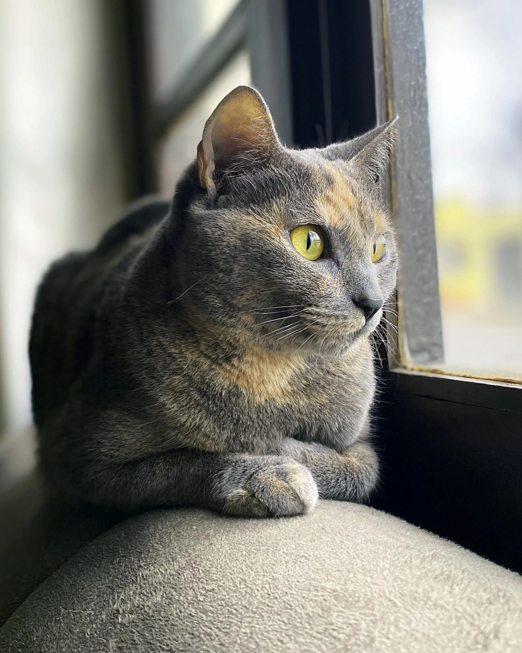 a gray cat is looking out the window