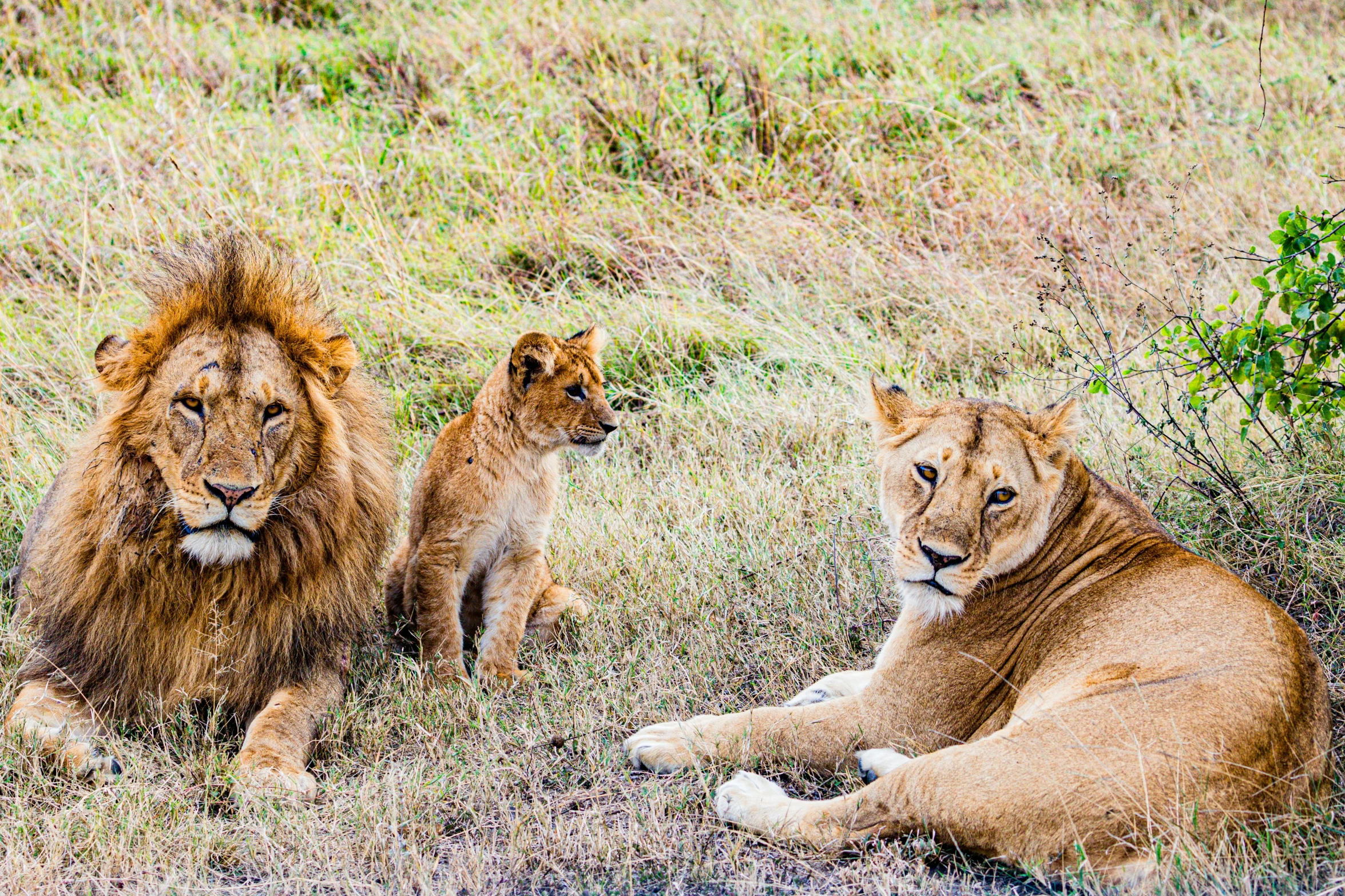 three lion cubs are resting in the grass