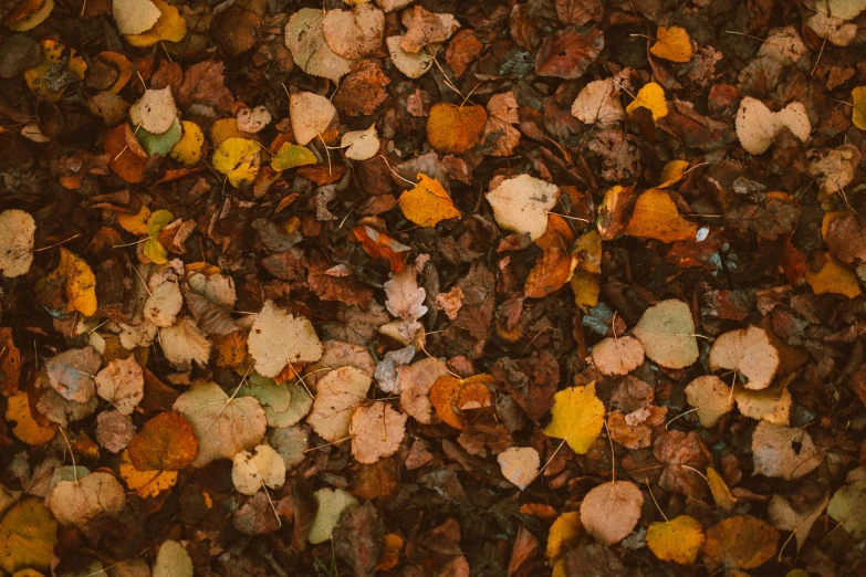 many different colored leaves on the ground