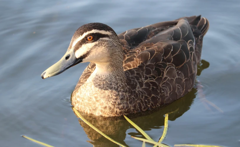 a duck with it's head hanging out and eyes partially open floating on a pond