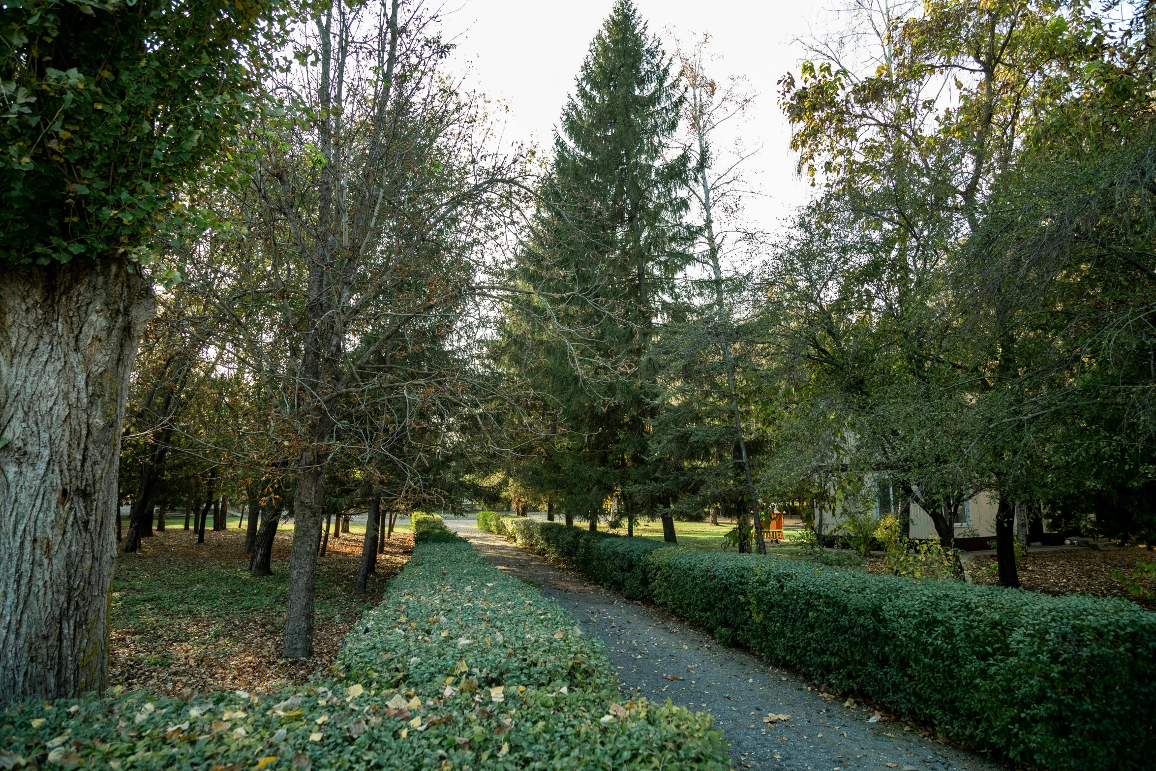 the park has several trees, plants and a pathway