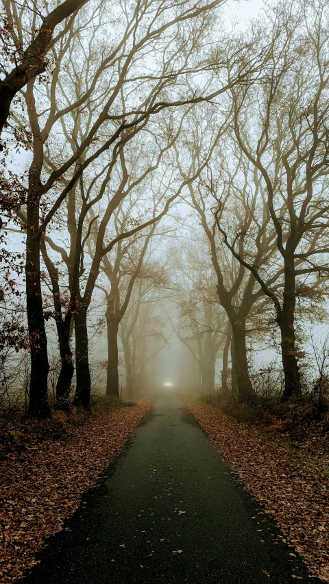 an empty road in the woods at sunrise