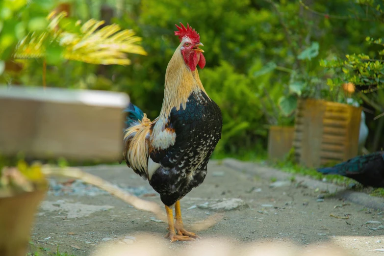 a chicken stands on dirt near green plants