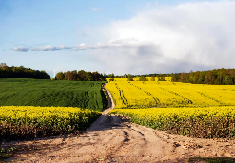 a path through the middle of a canola field